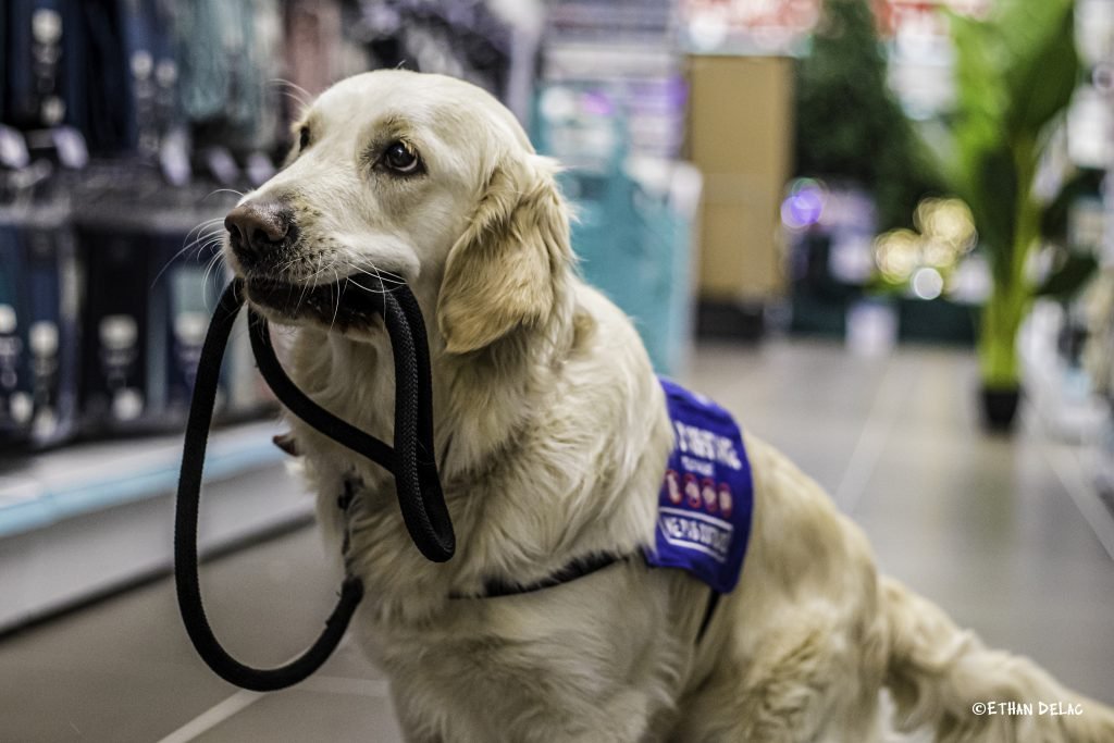 Chien Golden retriever avec un gilet de chien d'assistance qui tient sa laisse dans sa bouche.